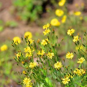 爱的华尔兹舞步（钢琴纯音乐）