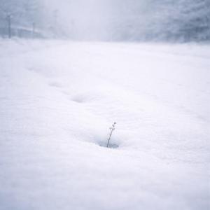 雪の下で芽は眠る