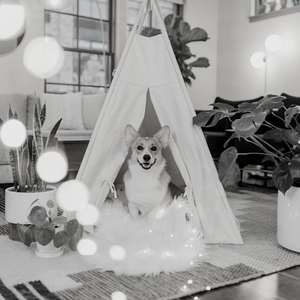 Delightful (Calming Your Dog)