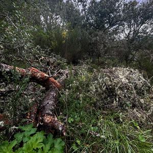 2 Fangs (feat. bnion)