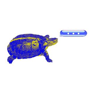 缩头乌龟的自白