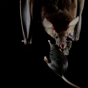 【NOT FREE】-Regalia type beat "Photon Crusher"