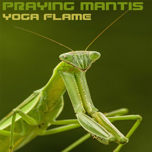 Praying Mantis