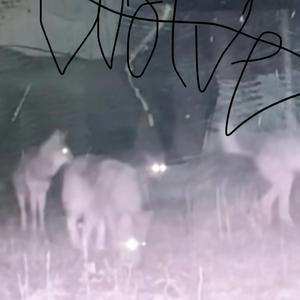 Wolvesss