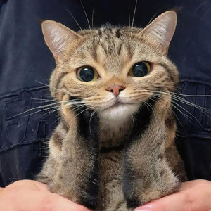 流れ行く云（流行的云）（翻自 岸部眞明）