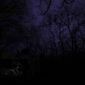 BTK (Below The Knee)