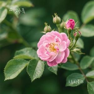 无刺的蔷薇