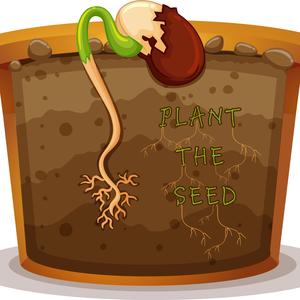 Plant The Seed