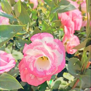 Go To The Green Road