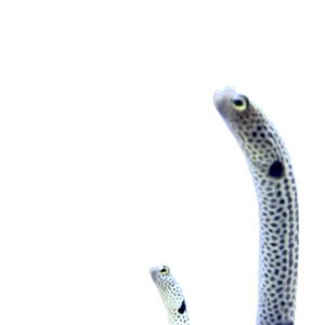 一億年恋してる