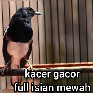 Kacer Gacor Full Isian Mewah (Live)