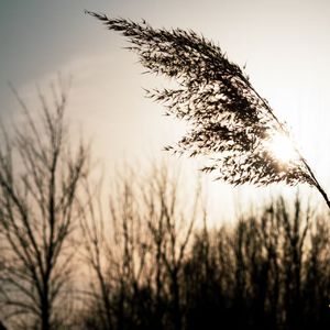 作为木屋的主人款待黄昏