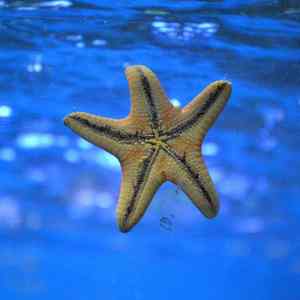 海星
