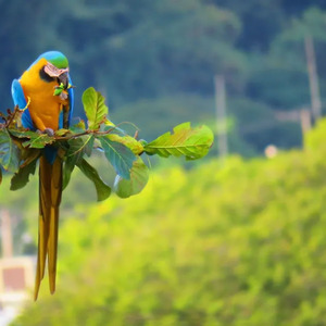 Tranquility’s Edge