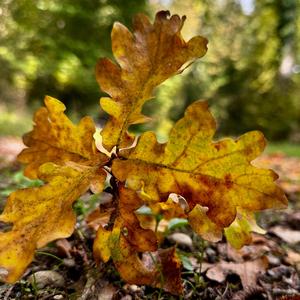 autumn forest