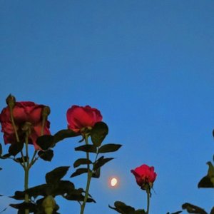 刻在我心底的名字