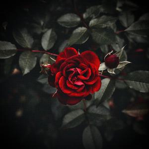 My Rose