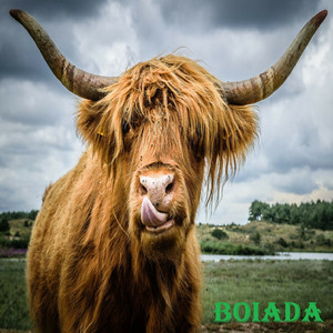 Boiada