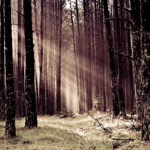 Sunlight Through Leaves