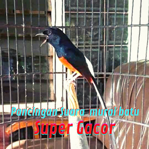 Pancingan Suara Murai Batu Super Gacor (Live)