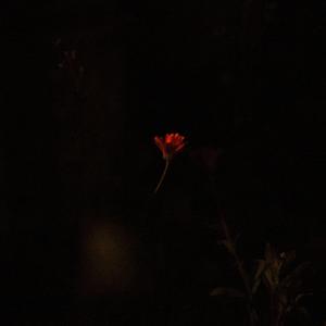 Tenshi no tamago (Live)