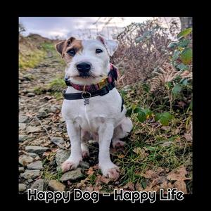 Happy Dog Happy Life