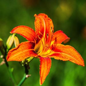 萱草花（母亲节特别版）