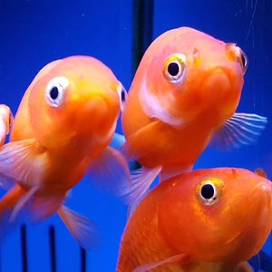 Who Watches the Watchers