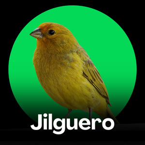 Jilguero - Canto de Primavera