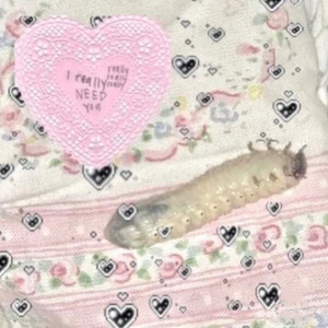 粉粉：向內迴轉的甜