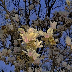 Just Being Friendly(中文版)feat.martt