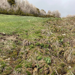 Целительная магия