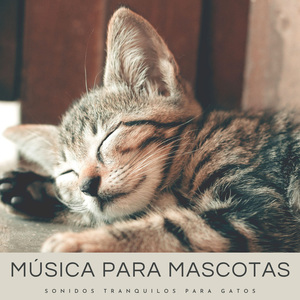 Música De Gatos