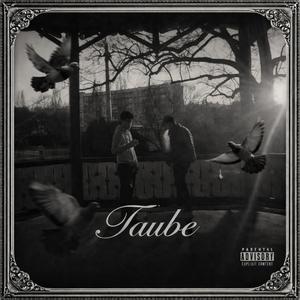 TAUBE