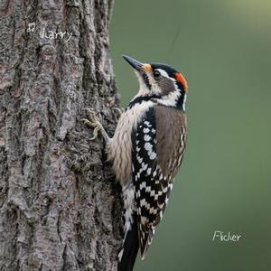 Flicker