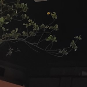 自然之境