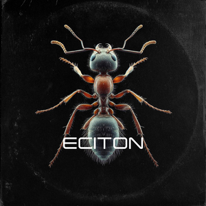 Eciton