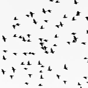 Consider The Birds (feat. friður) (Solo Piano)