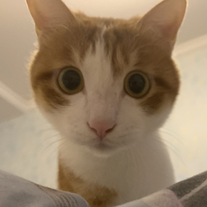 东方药师琉璃之光（佛法Rap 药师咒）