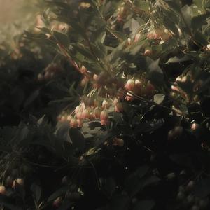 Garland Of White Flowers