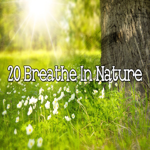 純淨寧靜的森林