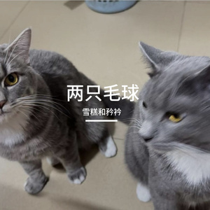 两只毛球
