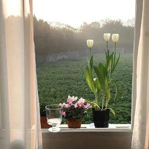 仲夏花开