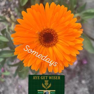 Someday's