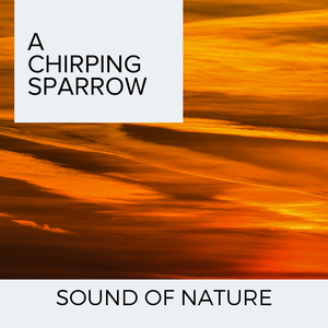 Courageous Birds Screech