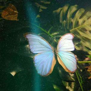 我们只能在梦中相见(2)