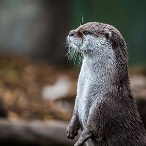 溯流而上（BGM版）