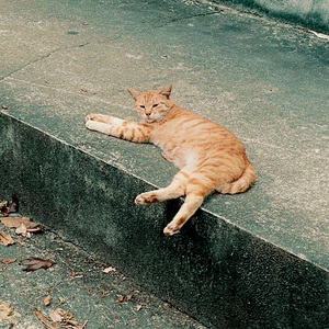 一个男孩和一个女孩的春日故事Demo