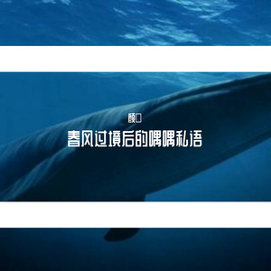 春风过境后的喁喁私语---碧瑶&粉丝向同人曲（翻自 林欣彤）