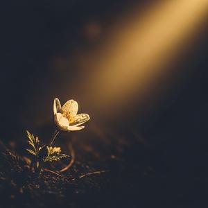 ไม่เป็นไร…ฉันยังบานอยู่ (It’s Okay… I’m Still Blooming)